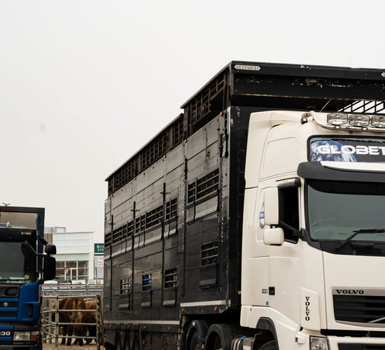 Irish MEPs to put forward amendments to EU proposals on transport of animals