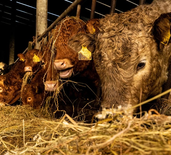 Rabobank: The factors driving 'record prices' in global beef market