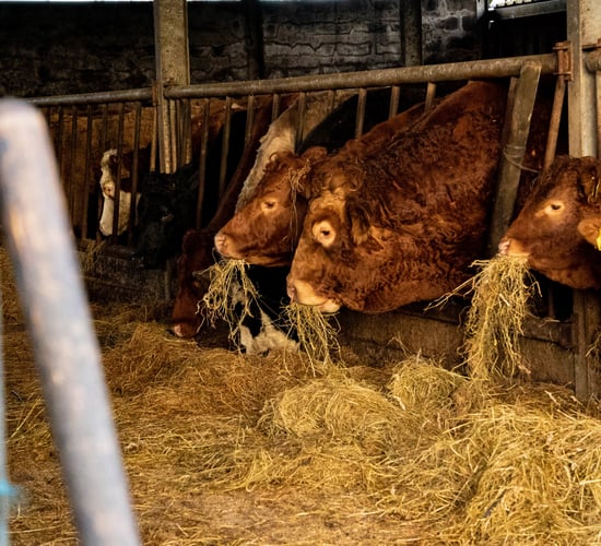 Demand for Irish beef in key UK and EU markets is 'strong'