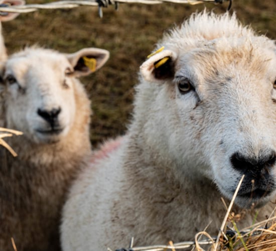 Falling prices are leaving sheep sector under pressure - UFU
