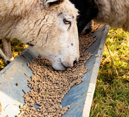Sheep Breeders Round Table to include international ovine experts