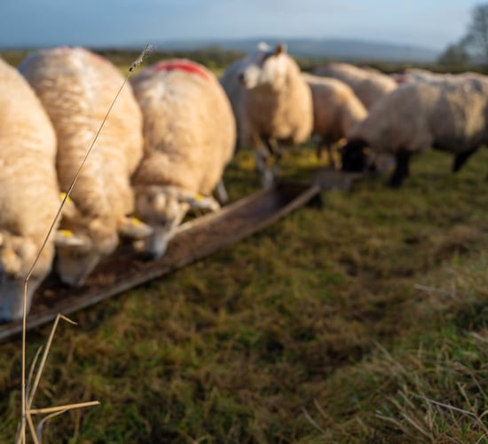 Sheep trade: Prices from processors continue to hold