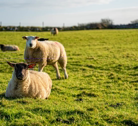 'Significant number' of sheep stolen in Co. Antrim