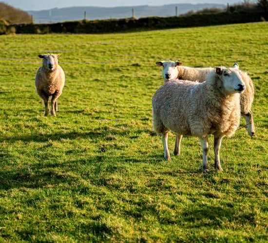 Silvopasture should not be overlooked as grazing option for sheep