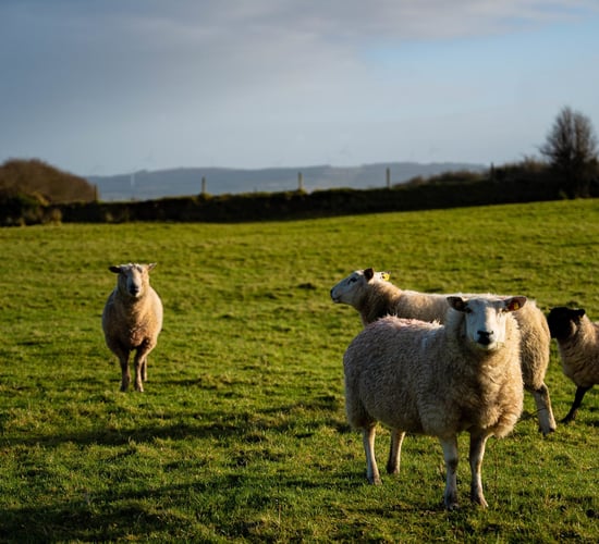 Gardaí in Cavan and Monaghan stress sheep worrying reports