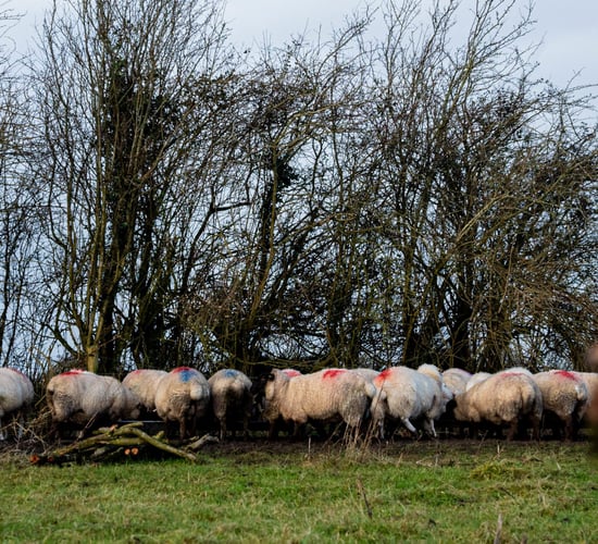 Blowfly strike warning for farmers in Northern Ireland
