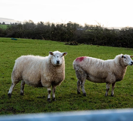 ICSA to host meeting on sheep sector crisis in Leitrim