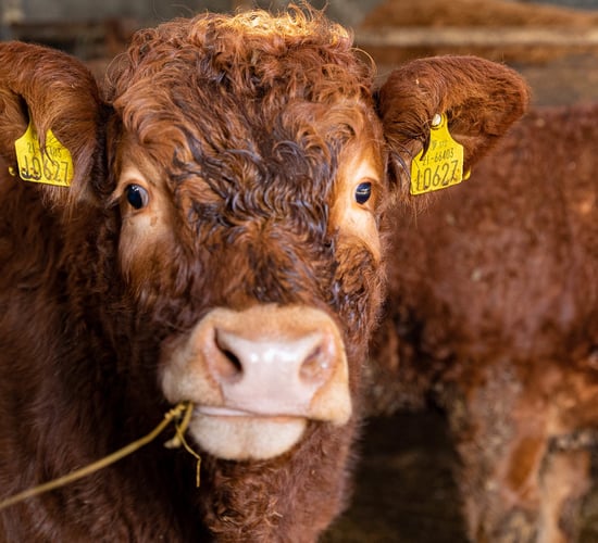 Call for full cost of EID tagging to be covered