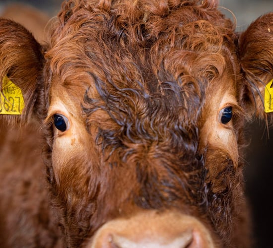 'More questions than ever before' on beef indices - IBLA