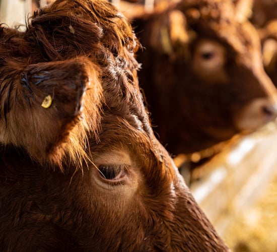 Hungary says foot-and-mouth disease 'successfully contained'