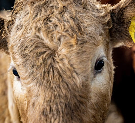 Farmers urged to share their bovine TB story in NI consultation