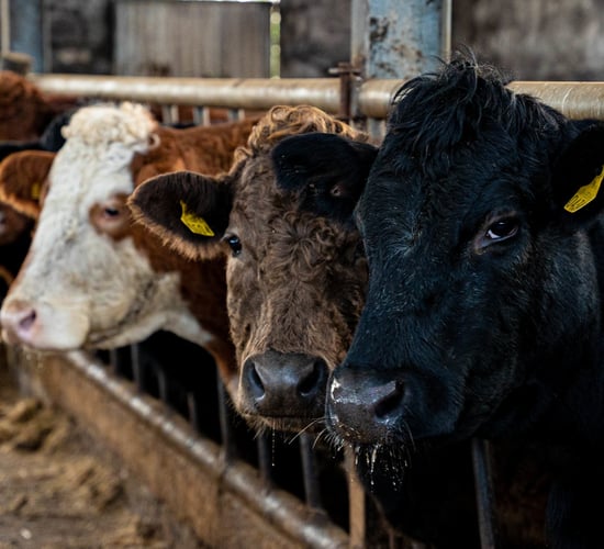 Muir urges NI farmers to opt in to Beef Carbon Reduction Scheme