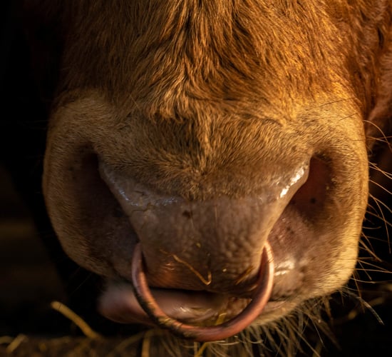 ICOS urges farmers to genotype for Dairy Beef Welfare Scheme