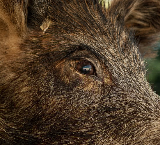 German authorities confirm case of African swine fever in wild boar