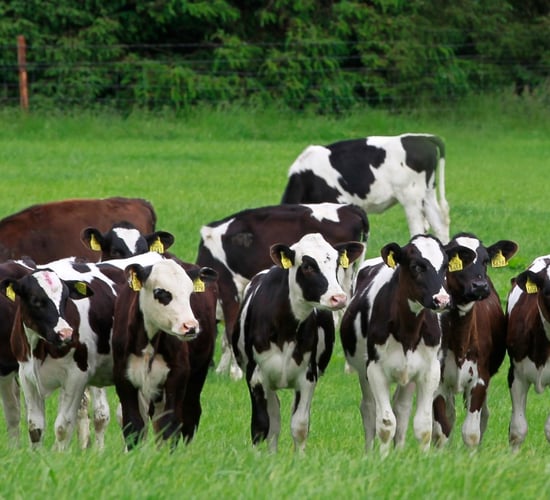 Protect your future yields from IBR