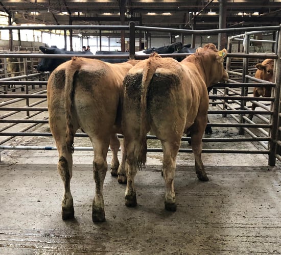 Pics and prices: Heifers and bullocks at Enniscorthy Mart