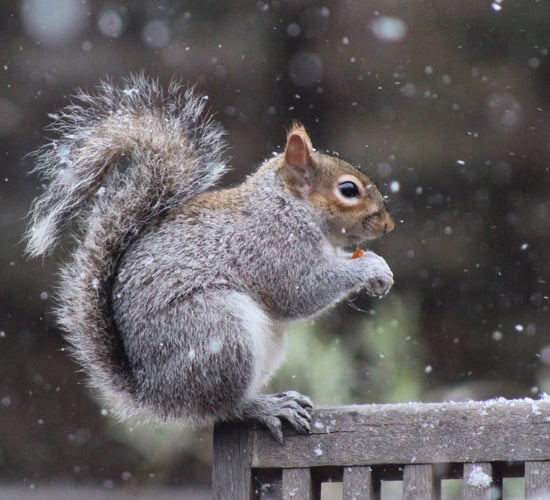 Restoring native predators could help tackle invasive species