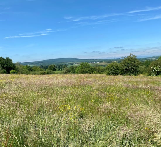 55ac with 'good road frontage' for sale at Timahoe, Co. Laois
