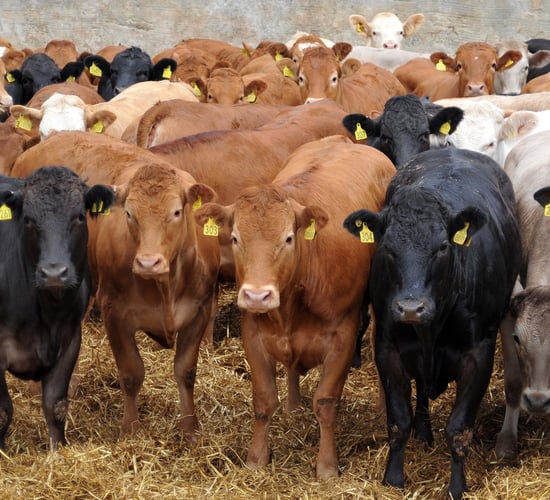 BovINE: Beef farmers are 'willing agents' to drive sustainability
