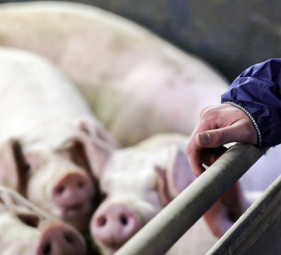 Public-private partnership required to help control African swine fever
