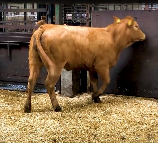 Video: Weanling heifer trade off to a flying start