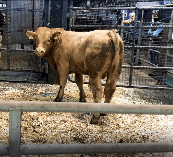 Video: Almost 300 bulls on offer at Carnaross Mart