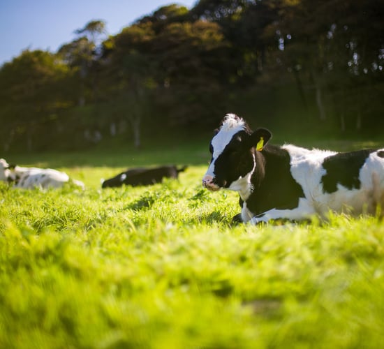 Cow-stomach bacteria could degrade synthetic plastics - study