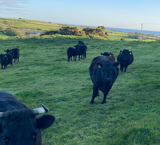 Camus farm capitalises on scenic location