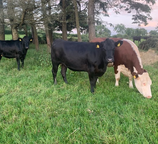 61% of cattle-rearing farms earned below €10,000 in 2020