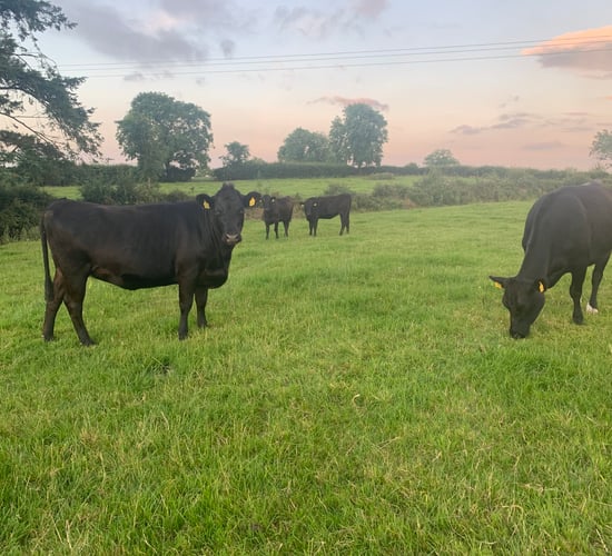 Potential for PGI beef bonus of over 40c/kg for farmers