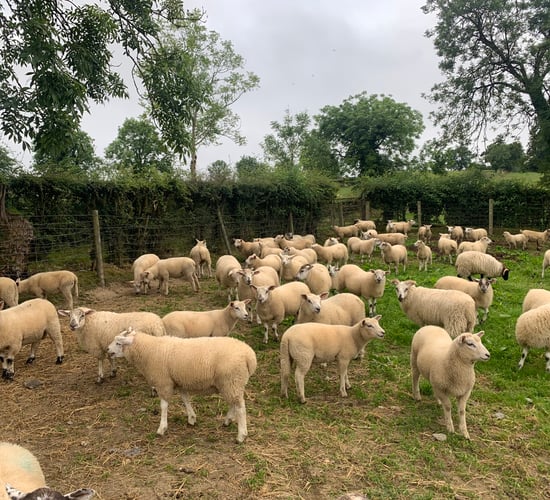 Eid boosts lamb prices in the UK
