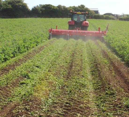 Met Éireann: Potato blight warning for entire country