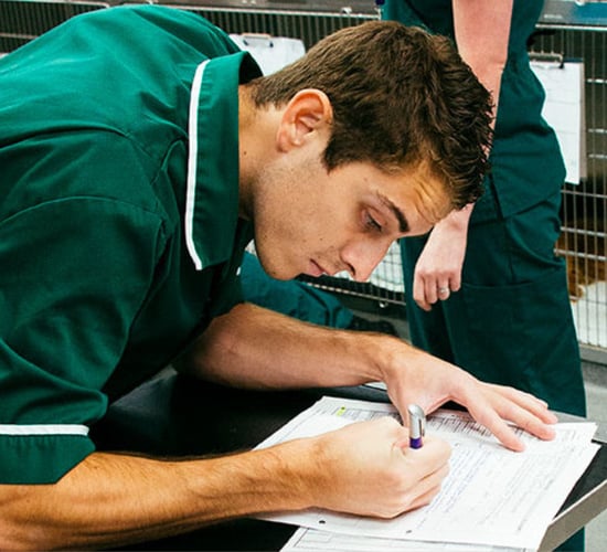 Overseas vets and vet nurses encouraged to take part in ‘introduction to the UK’ training course