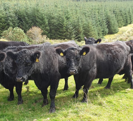 Meeting the challenge of climate change on beef farms – where to start?