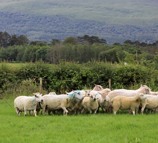 Crowd to be capped at 500 for Irish National Sheepdog Trials in Kerry
