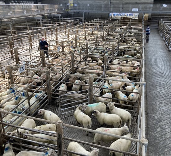 Kilkenny Mart manager has 'never witnessed such prices' for lambs