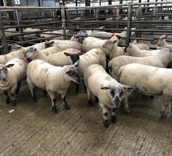 Deadweight lamb prices in Great Britain increase