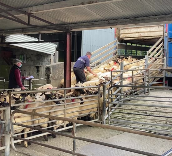 Pics from the mart:  Lamb prices continue to recover at Loughrea