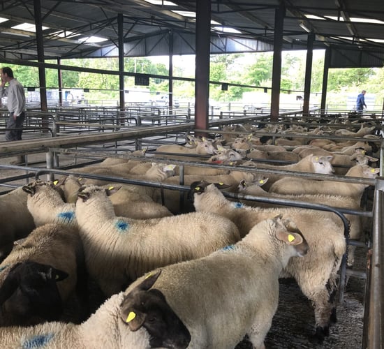 Lamb prices take a beating at marts as factory prices continue to tumble