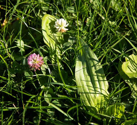 Multi-species sward measure will see 10,217ha planted this year