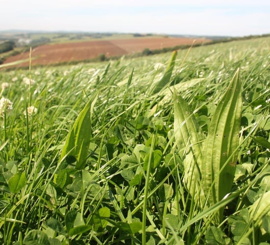 Economic and environmental benefits of multi-species swards
