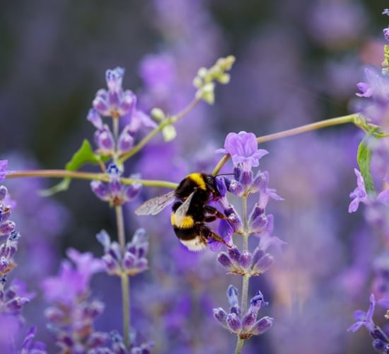 An Taisce organic farming project 'exceeds expectations'