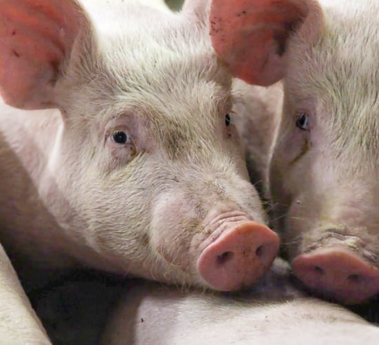 IGFA calls for financial rescue package for the pig sector