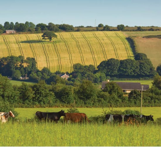 REAP: €10m to be issued to 3,000 farmers