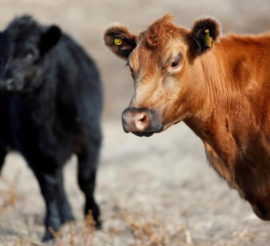 South American food producers to defend livestock production at UN