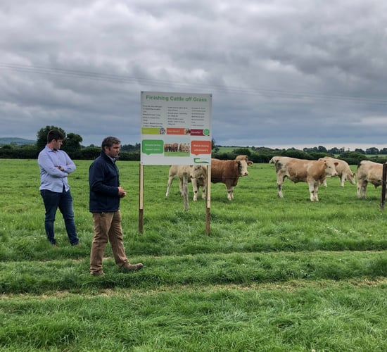How much meal should I be feeding my beef cattle?