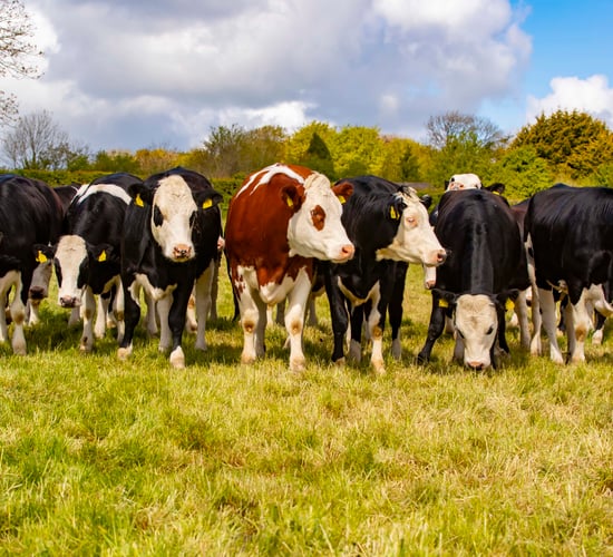 Twenty20 Beef Club takes coveted European award