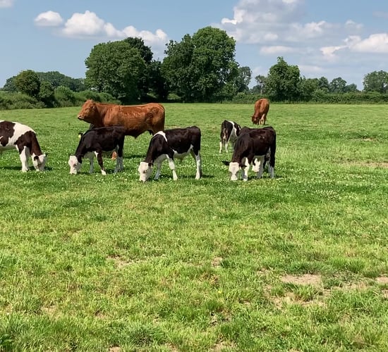Can clover grazing deliver higher profits from dairy-beef heifer systems?