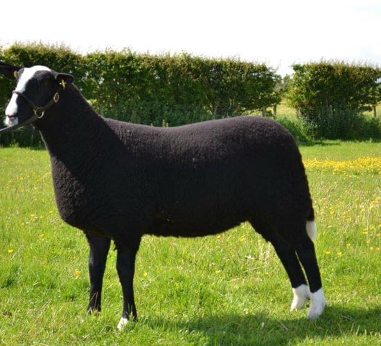 Zwartbles Éire breeders gear up for show and sale on Wednesday