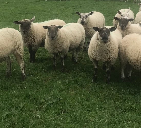 Bord Bia acknowledges 'frustration' with sheepmeat QA